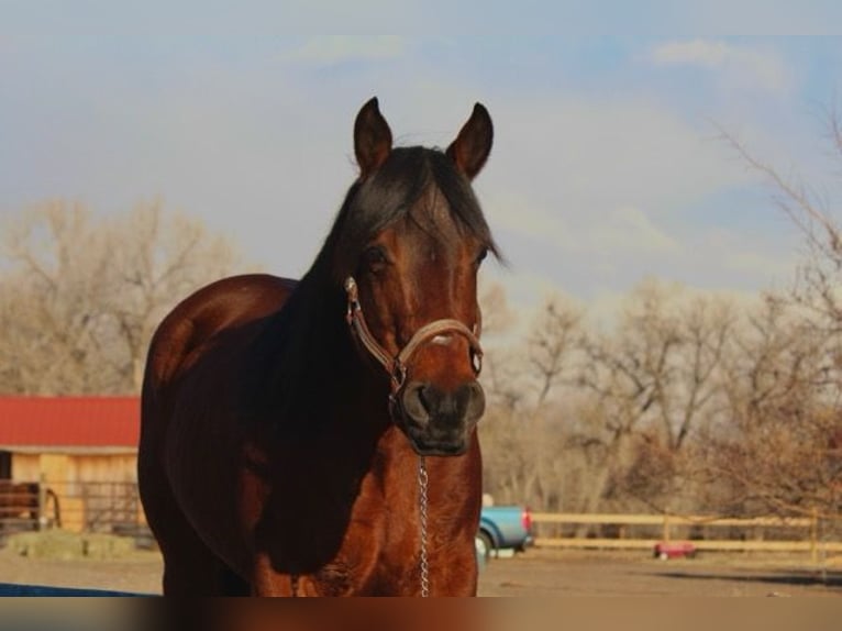 American Quarter Horse Giumenta 11 Anni 142 cm Baio ciliegia in Fort Collins