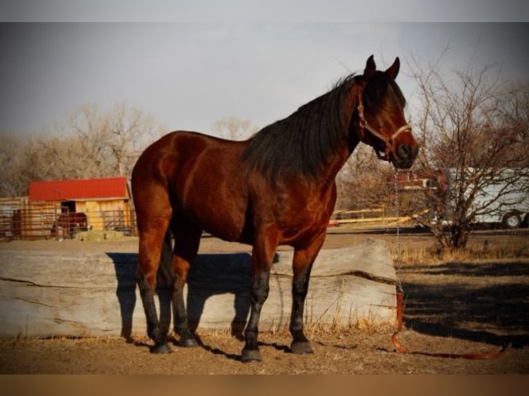 American Quarter Horse Giumenta 11 Anni 142 cm Baio ciliegia in Fort Collins