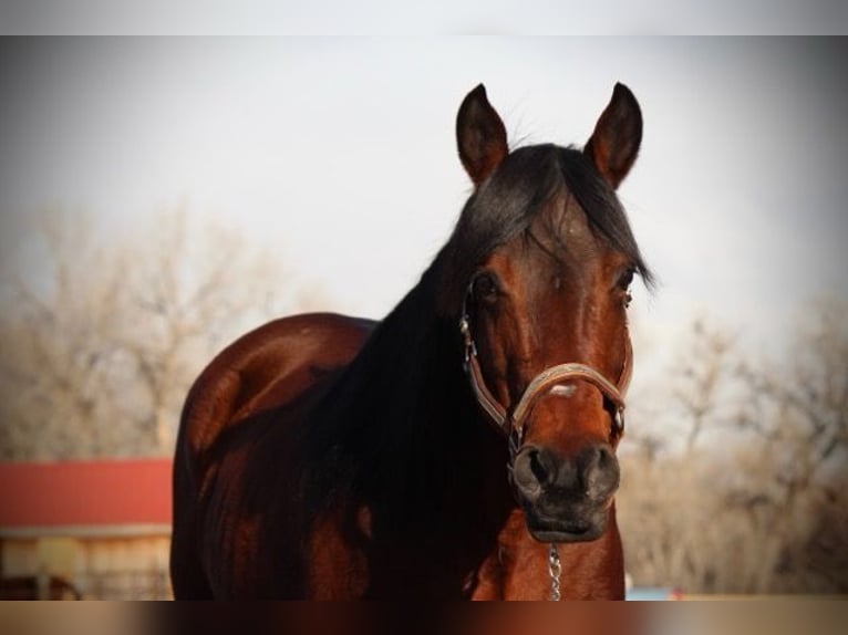 American Quarter Horse Giumenta 11 Anni 142 cm Baio ciliegia in Fort Collins