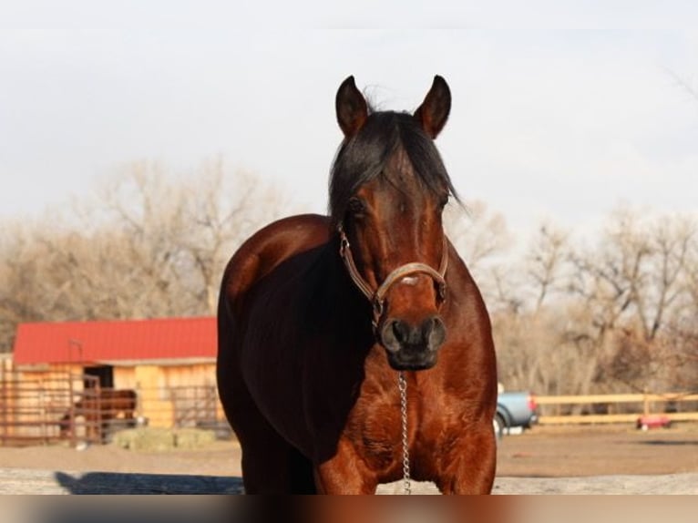 American Quarter Horse Giumenta 11 Anni 142 cm Baio ciliegia in Fort Collins