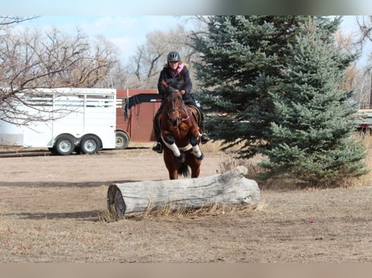 American Quarter Horse Giumenta 11 Anni 142 cm Baio ciliegia in Fort Collins