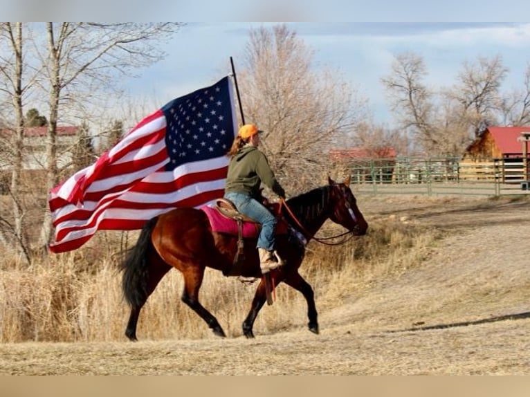 American Quarter Horse Giumenta 11 Anni 142 cm Baio ciliegia in Fort Collins