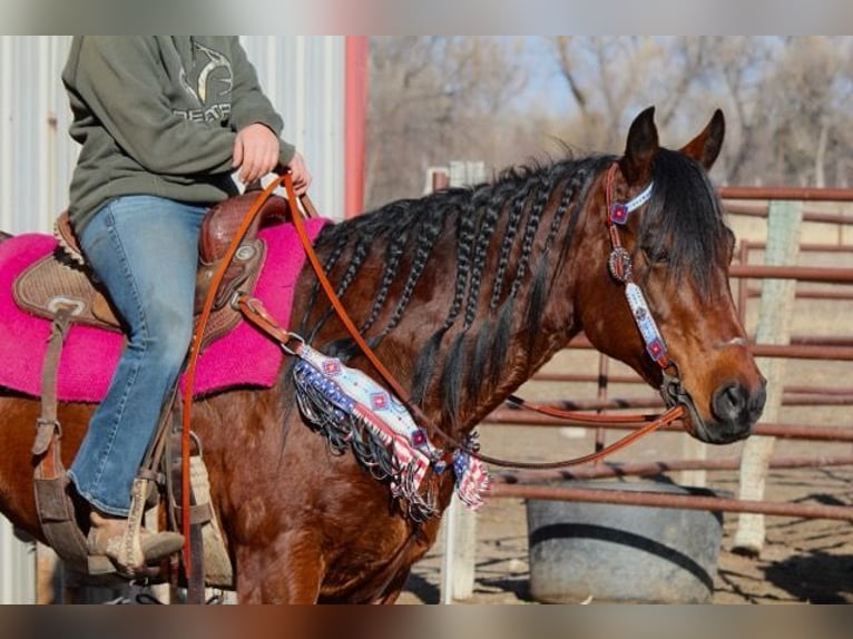 American Quarter Horse Giumenta 11 Anni 142 cm Baio ciliegia in Fort Collins