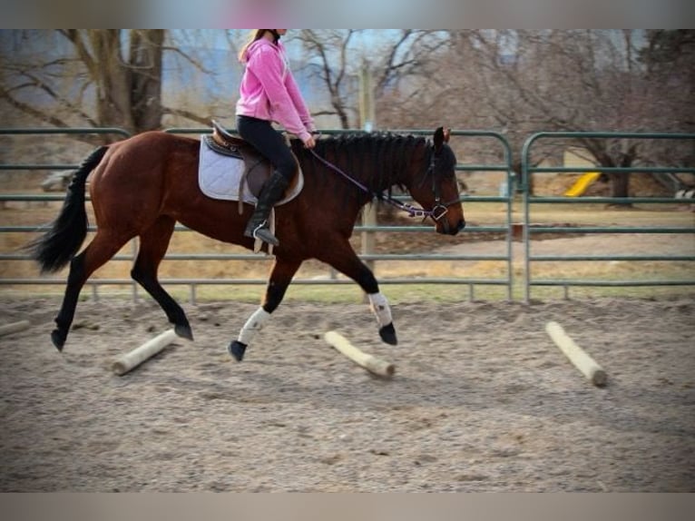 American Quarter Horse Giumenta 11 Anni 142 cm Baio ciliegia in Fort Collins