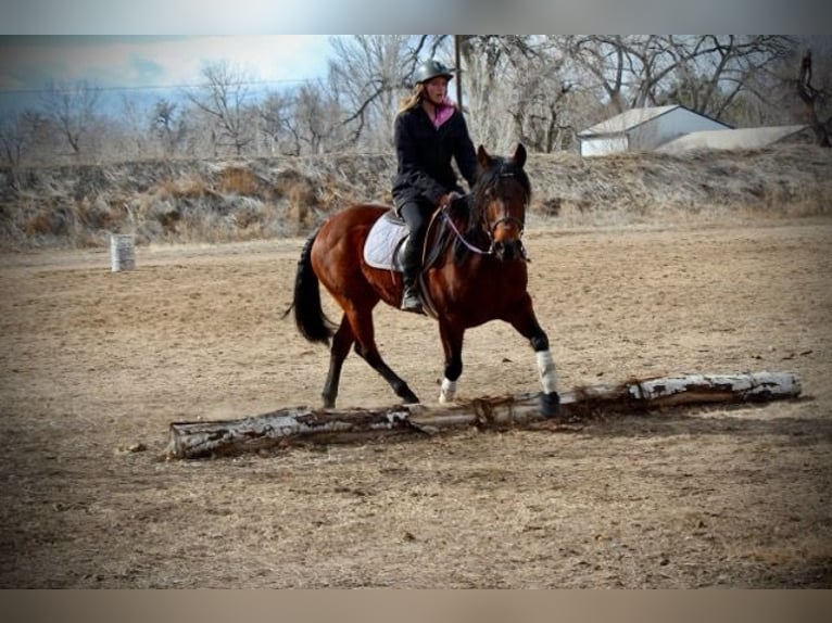 American Quarter Horse Giumenta 11 Anni 142 cm Baio ciliegia in Fort Collins