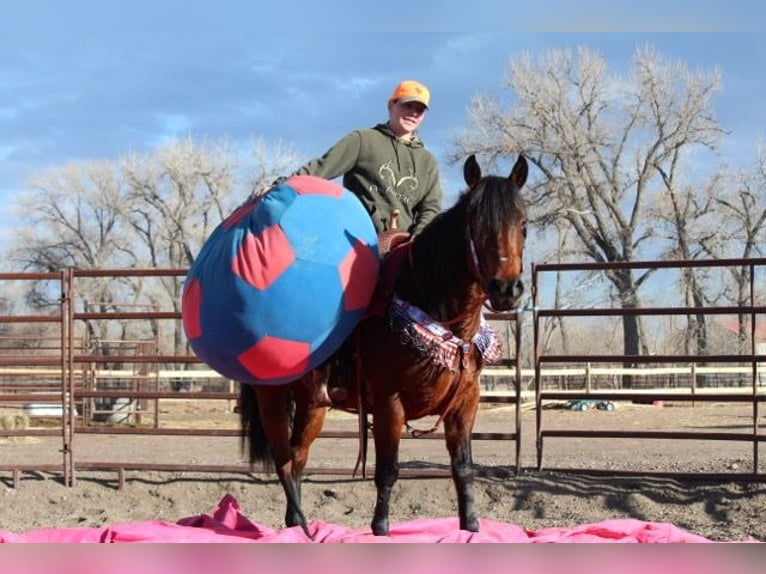 American Quarter Horse Giumenta 11 Anni 142 cm Baio ciliegia in Fort Collins