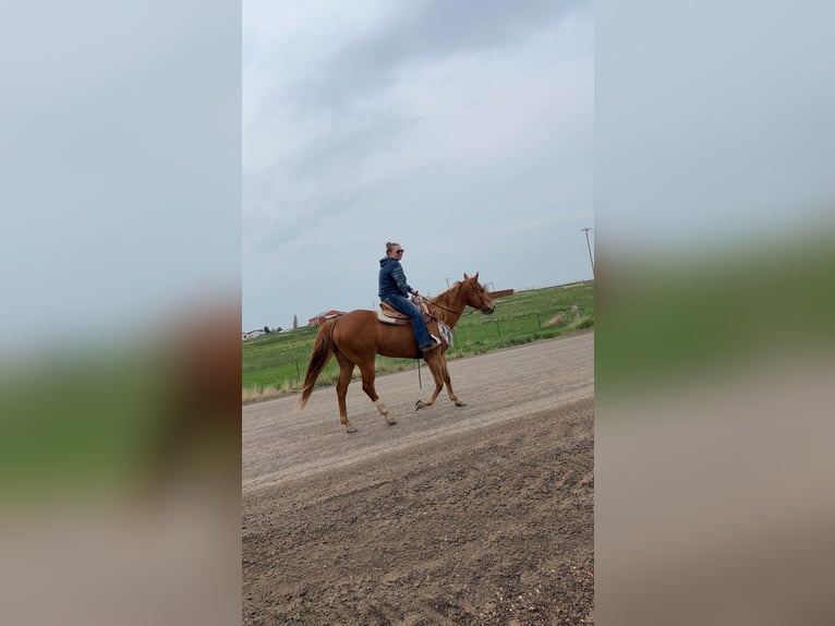 American Quarter Horse Giumenta 11 Anni 142 cm in Wellington