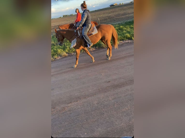 American Quarter Horse Giumenta 11 Anni 142 cm in Wellington