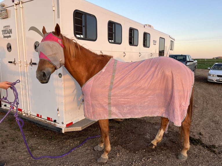 American Quarter Horse Giumenta 11 Anni 142 cm in Wellington