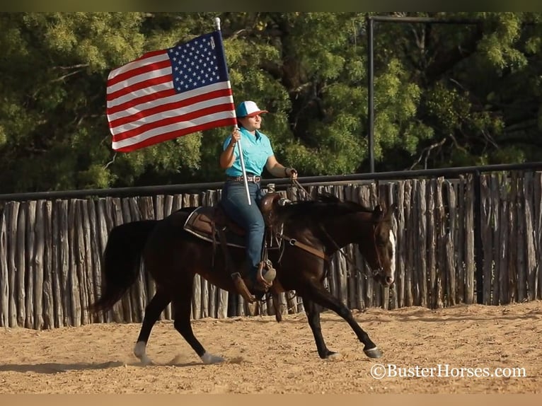 American Quarter Horse Giumenta 11 Anni 142 cm Morello in weatherford TX