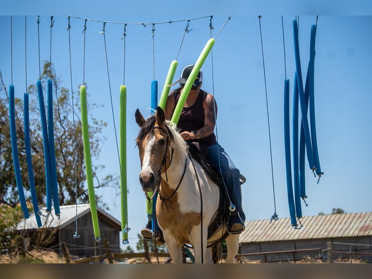 American Quarter Horse Giumenta 11 Anni 142 cm Pelle di daino in VALLEY SPRINGS, CA