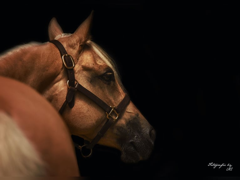 American Quarter Horse Giumenta 11 Anni 145 cm Palomino in kemnath