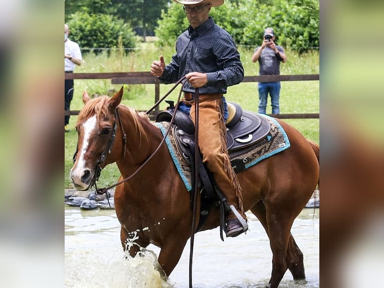 American Quarter Horse Giumenta 11 Anni 145 cm Sauro in Formignana