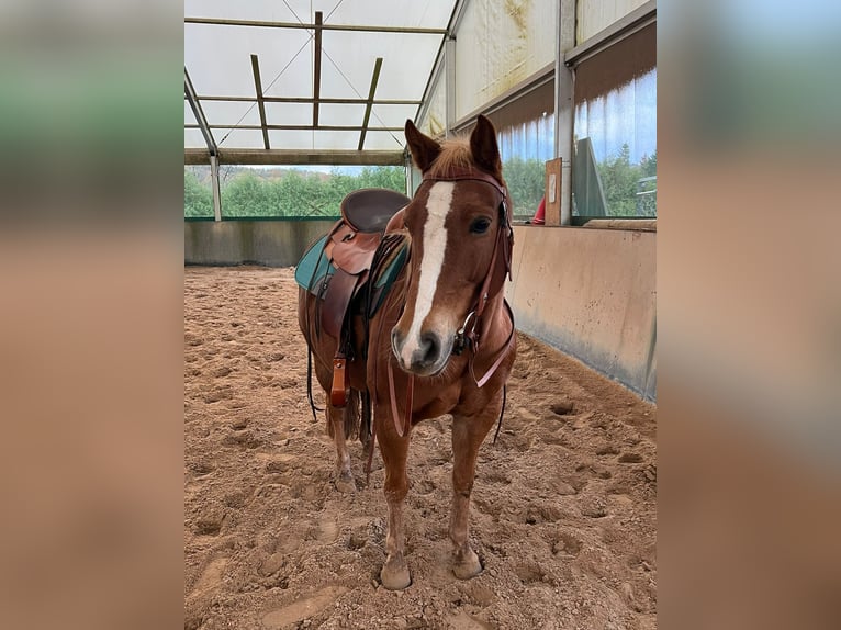 American Quarter Horse Mix Giumenta 11 Anni 146 cm Sauro in Wadern
