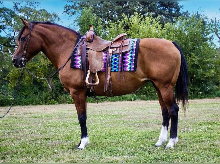 American Quarter Horse Giumenta 11 Anni 147 cm Baio ciliegia in Conifer CO