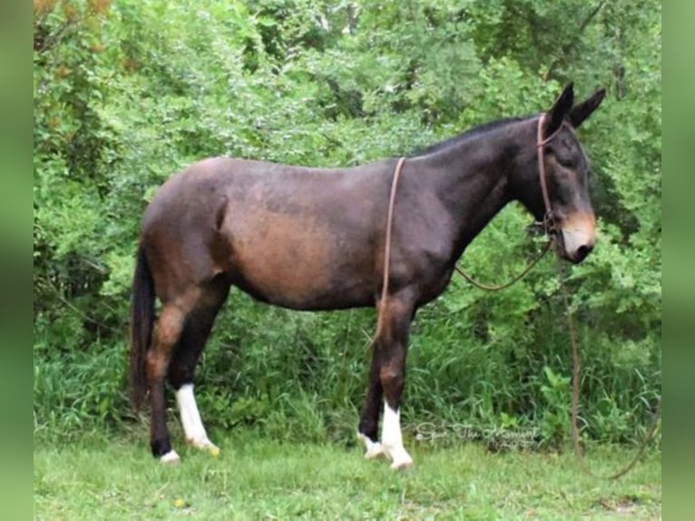 American Quarter Horse Giumenta 11 Anni 147 cm Baio ciliegia in Van HOrne Ia