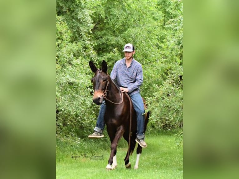 American Quarter Horse Giumenta 11 Anni 147 cm Baio ciliegia in Van HOrne Ia