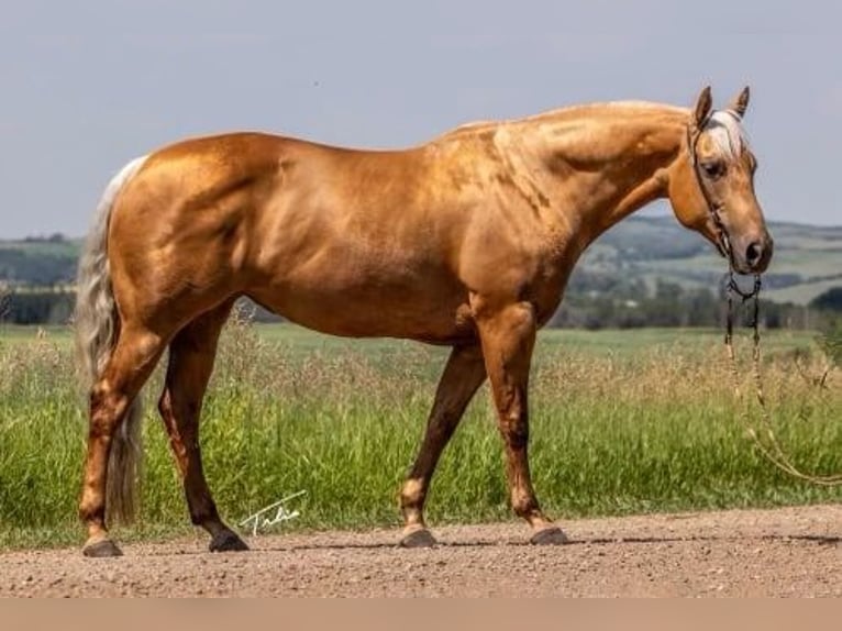 American Quarter Horse Giumenta 11 Anni 147 cm Palomino in Scottsdale AZ