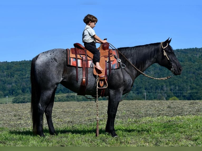 American Quarter Horse Giumenta 11 Anni 147 cm Roano blu in Rebersburg, PA