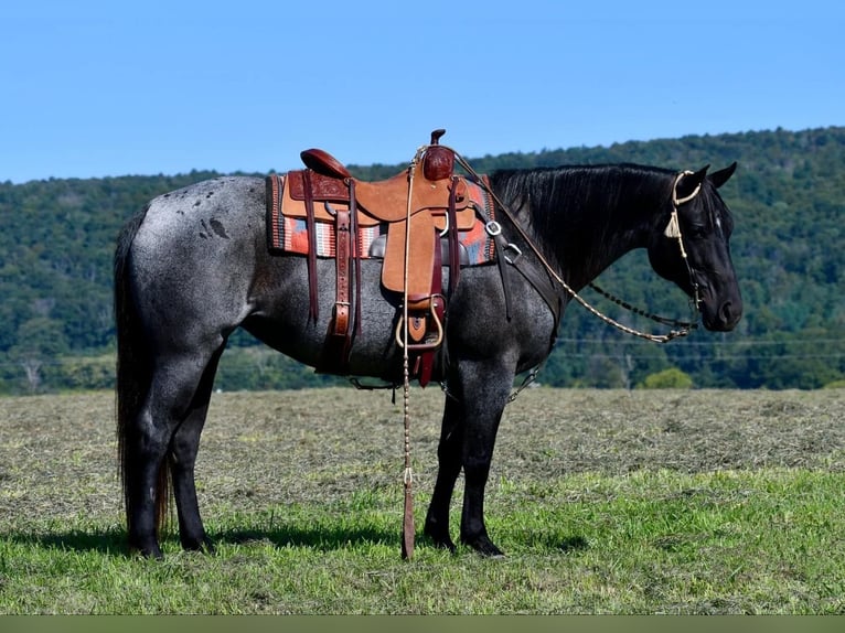 American Quarter Horse Giumenta 11 Anni 147 cm Roano blu in Rebersburg, PA