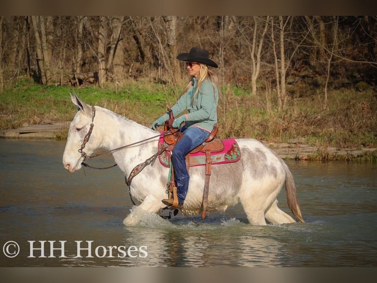 American Quarter Horse Giumenta 11 Anni 147 cm Roano blu in Flemingsburg KY