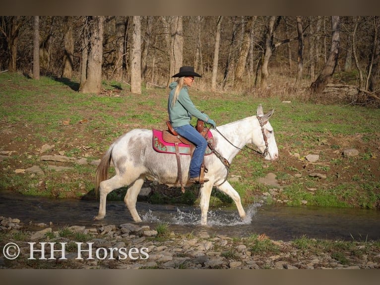 American Quarter Horse Giumenta 11 Anni 147 cm Roano blu in Flemingsburg KY