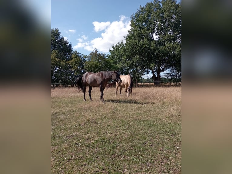 American Quarter Horse Giumenta 11 Anni 148 cm Grullo in Bremen