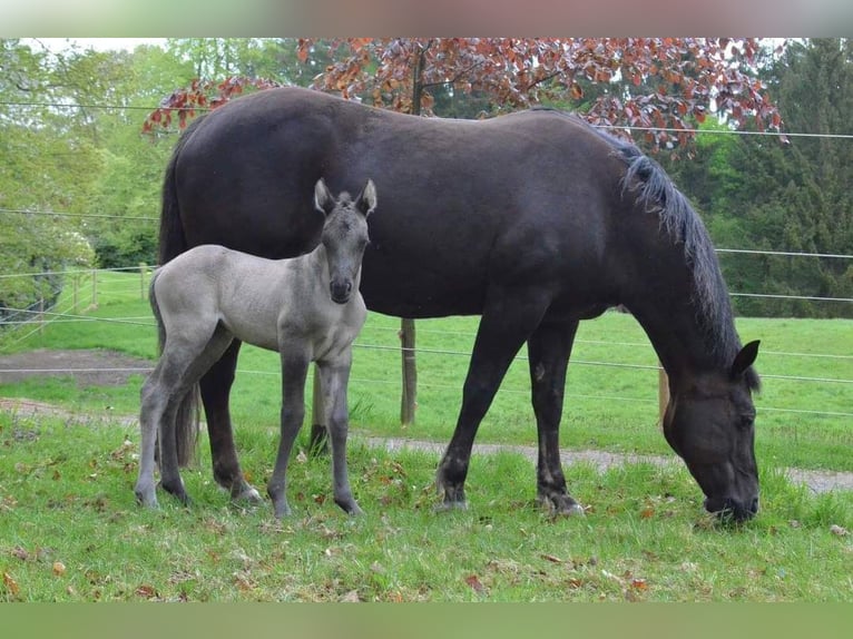 American Quarter Horse Giumenta 11 Anni 148 cm Grullo in Bremen