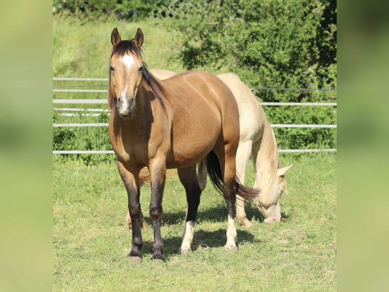 American Quarter Horse Giumenta 11 Anni 148 cm Pelle di daino in Waldshut-Tiengen