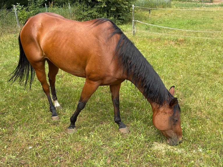 American Quarter Horse Giumenta 11 Anni 149 cm Baio in Heilsbronn