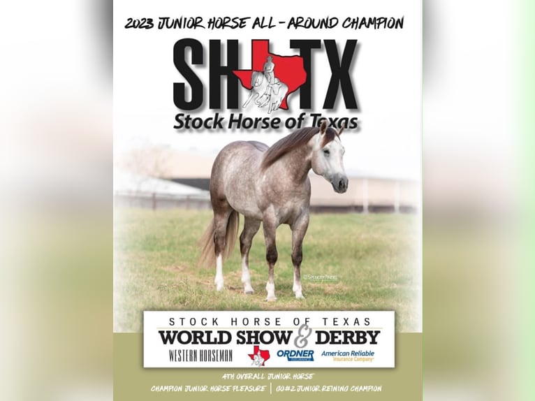 American Quarter Horse Giumenta 11 Anni 150 cm Baio ciliegia in Hearne