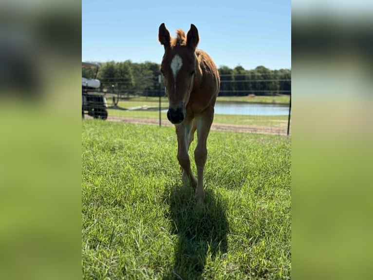 American Quarter Horse Giumenta 11 Anni 150 cm Baio ciliegia in Hearne