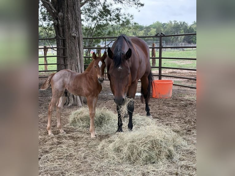 American Quarter Horse Giumenta 11 Anni 150 cm Baio ciliegia in Hearne