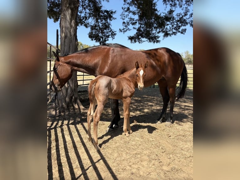 American Quarter Horse Giumenta 11 Anni 150 cm Baio ciliegia in Hearne