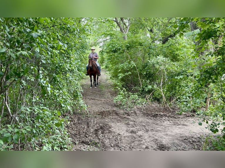 American Quarter Horse Giumenta 11 Anni 150 cm Baio ciliegia in Cannon Falls, MN