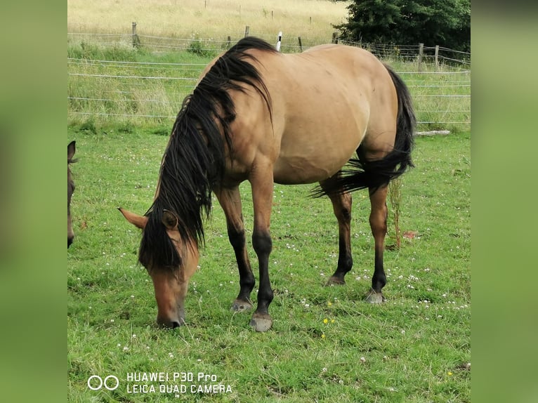 American Quarter Horse Giumenta 11 Anni 150 cm Falbo in Betteldorf