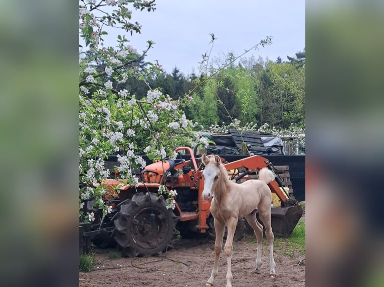 American Quarter Horse Giumenta 11 Anni 150 cm Overo-tutti i colori in Dessel