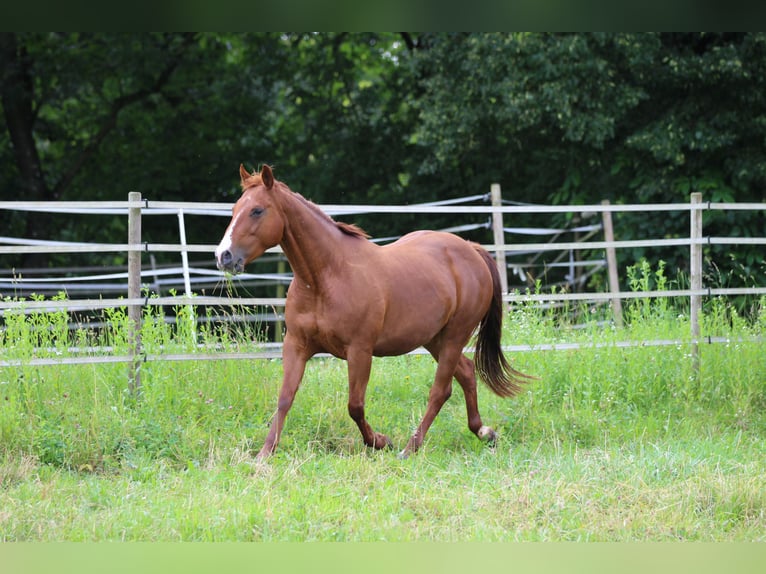 American Quarter Horse Giumenta 11 Anni 150 cm Sauro in Waldshut-Tiengen