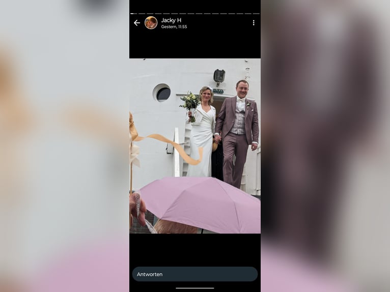 American Quarter Horse Giumenta 11 Anni 151 cm Palomino in SulzbergSulzberg