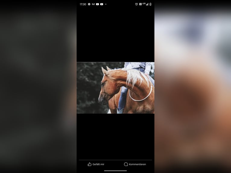 American Quarter Horse Giumenta 11 Anni 151 cm Palomino in SulzbergSulzberg