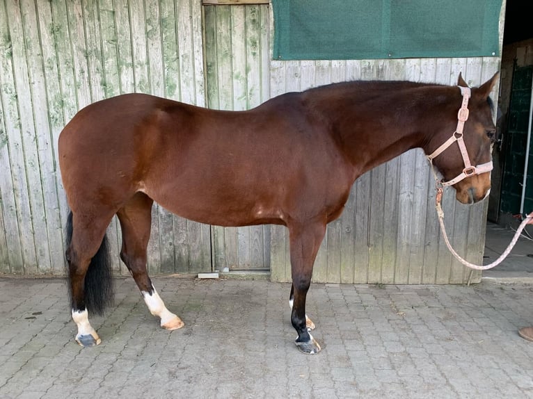 American Quarter Horse Giumenta 11 Anni 152 cm Baio in Gießen