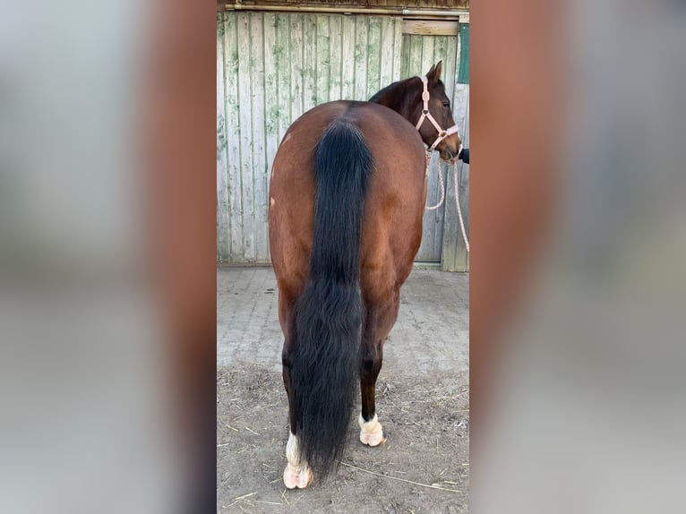 American Quarter Horse Giumenta 11 Anni 152 cm Baio in Gießen