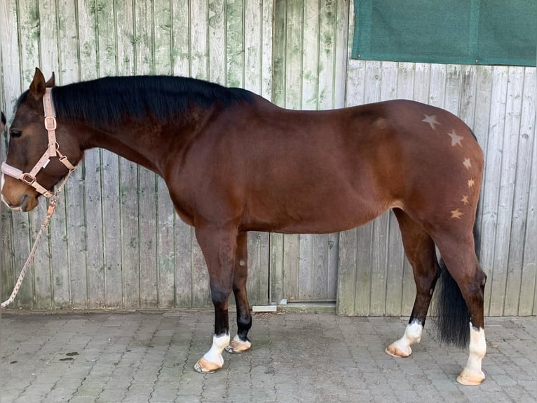 American Quarter Horse Giumenta 11 Anni 152 cm Baio in Gießen