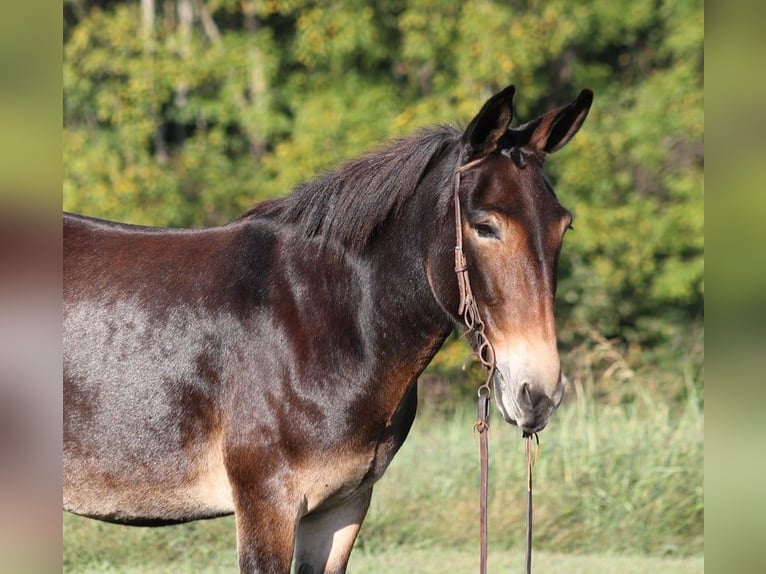 American Quarter Horse Giumenta 11 Anni 152 cm Baio ciliegia in Brodhead