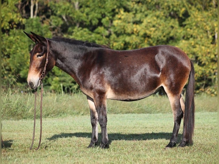 American Quarter Horse Giumenta 11 Anni 152 cm Baio ciliegia in Brodhead