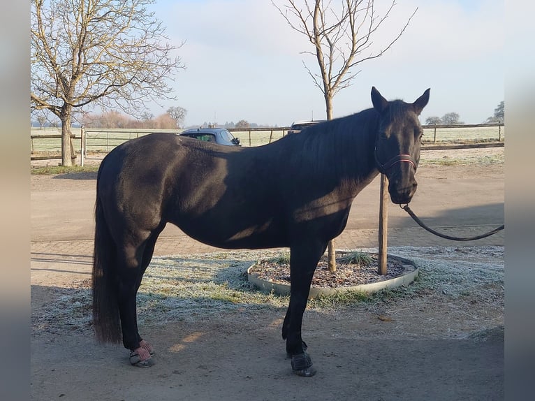 American Quarter Horse Giumenta 11 Anni 152 cm Morello in Waldbronn