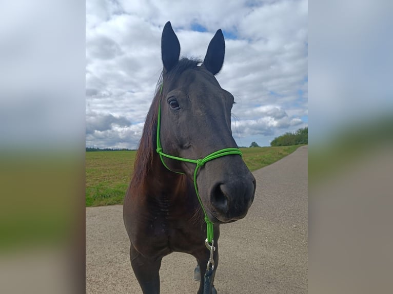 American Quarter Horse Giumenta 11 Anni 152 cm Morello in Waldbronn