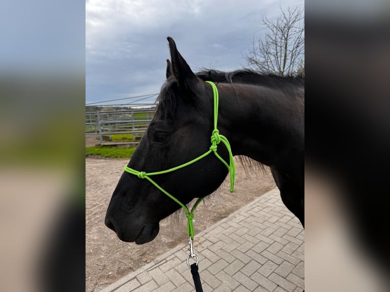 American Quarter Horse Giumenta 11 Anni 152 cm Morello in Waldbronn