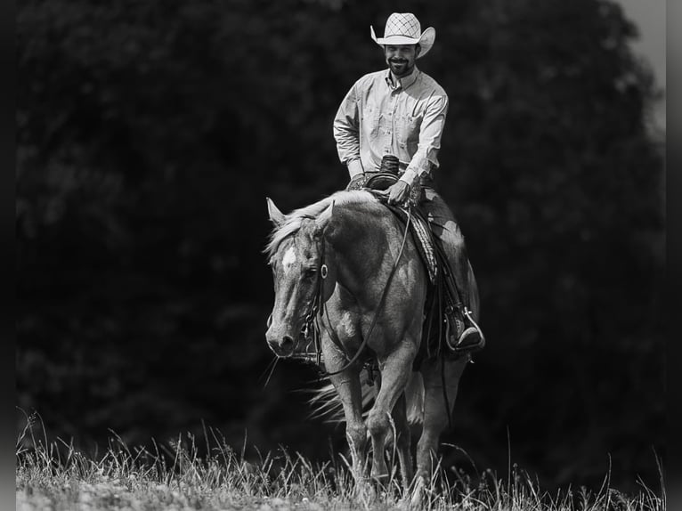 American Quarter Horse Giumenta 11 Anni 152 cm Palomino in Lyles