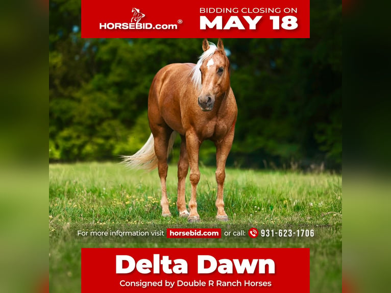 American Quarter Horse Giumenta 11 Anni 152 cm Palomino in Lyles